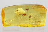 Detailed Fossil True Midge Swarm (Chironomidae) In Baltic Amber #372564-1